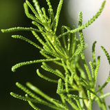 Santolina viridis 'Lemon Fizz'