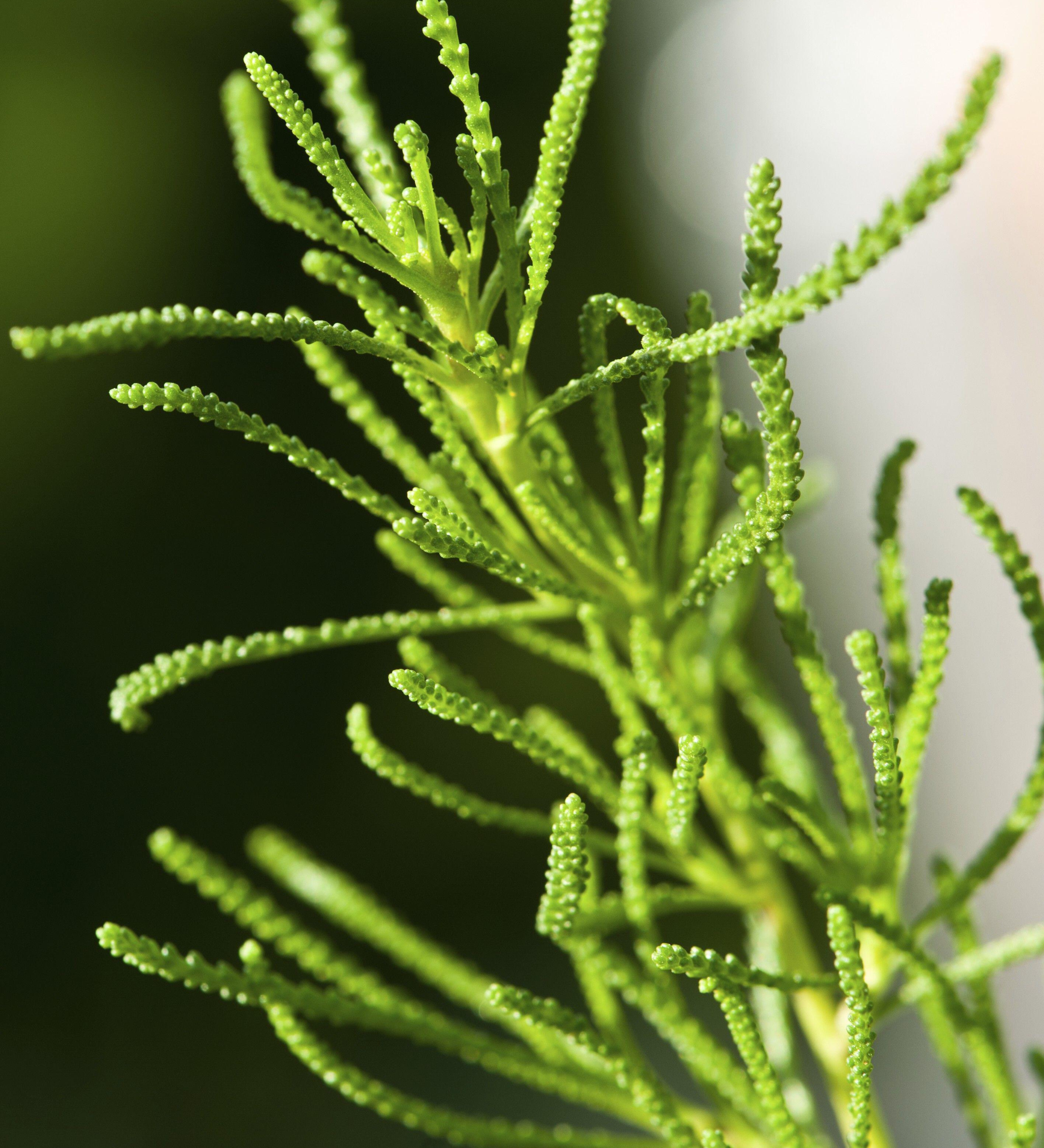 Santolina viridis 'Lemon Fizz'