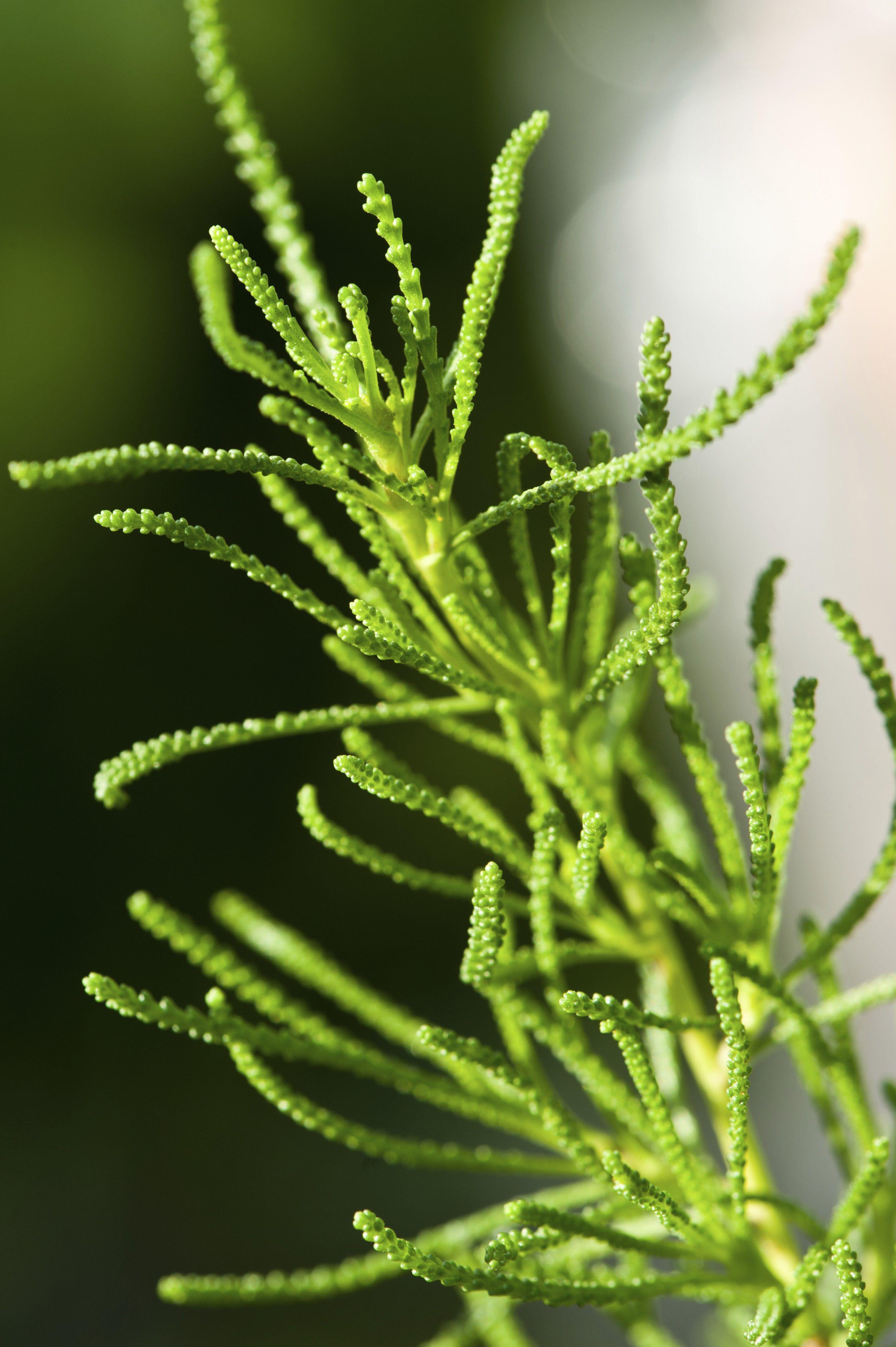 Santolina viridis 'Lemon Fizz'