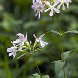 Saponaria of zeepkruid