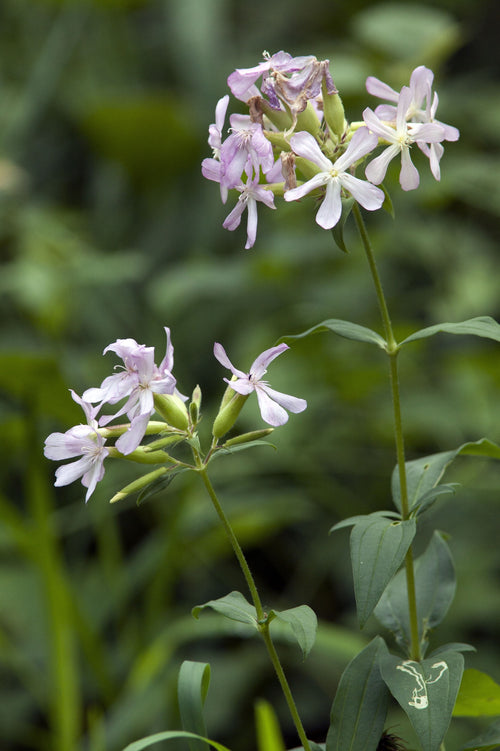 Saponaria officinalis