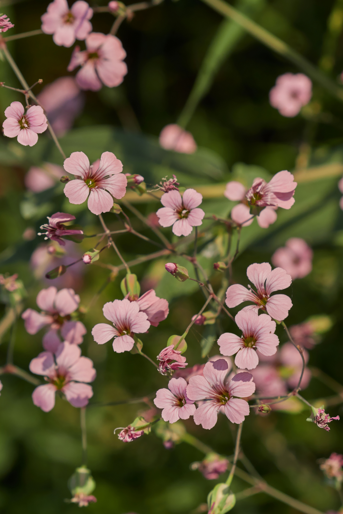 Saponaria vaccaria &