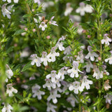 Satureja montana of bonenkruid