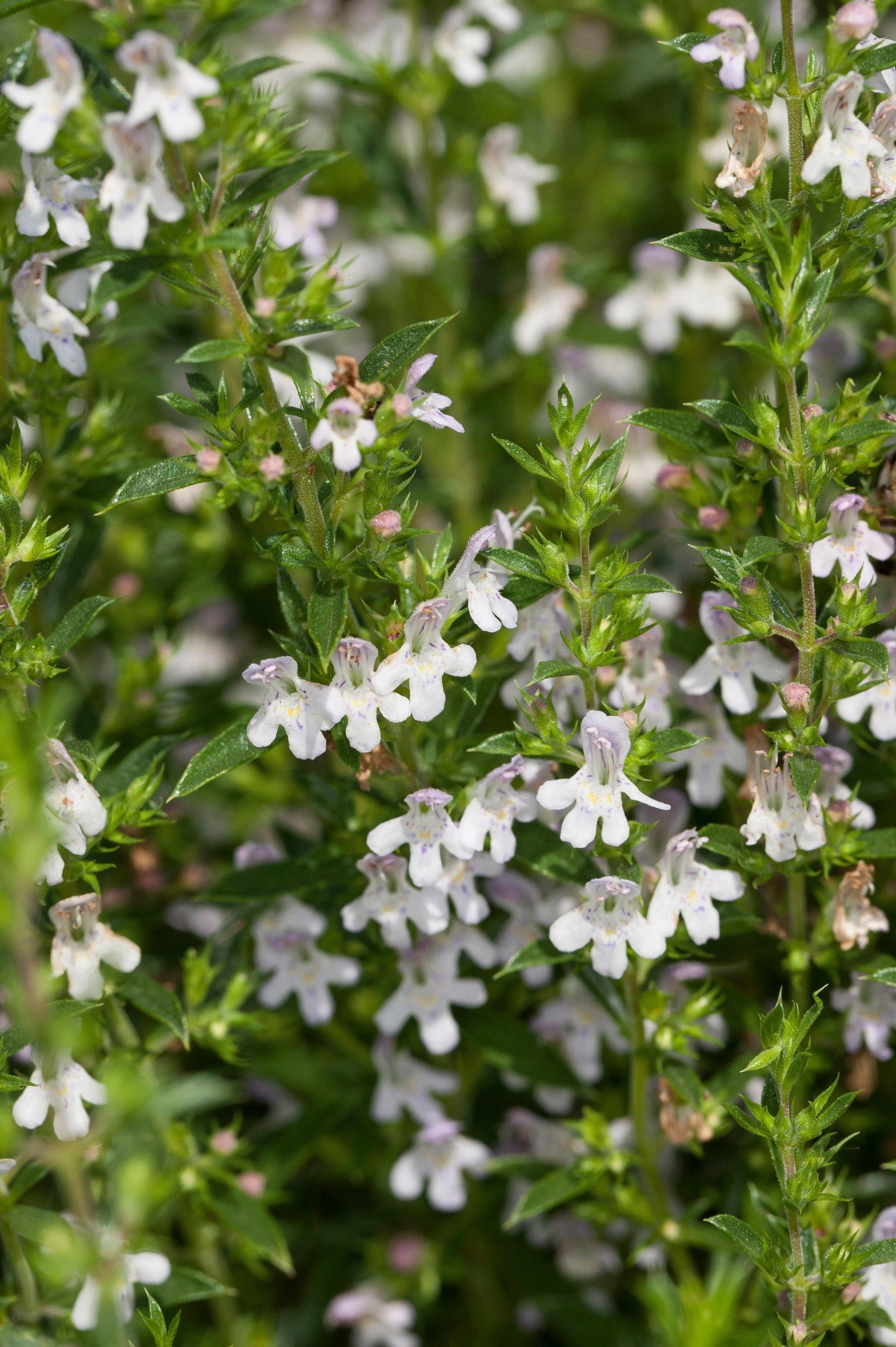 Satureja montana of bonenkruid