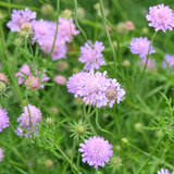 Scabiosa Columbaria - duifkruid vaste plant