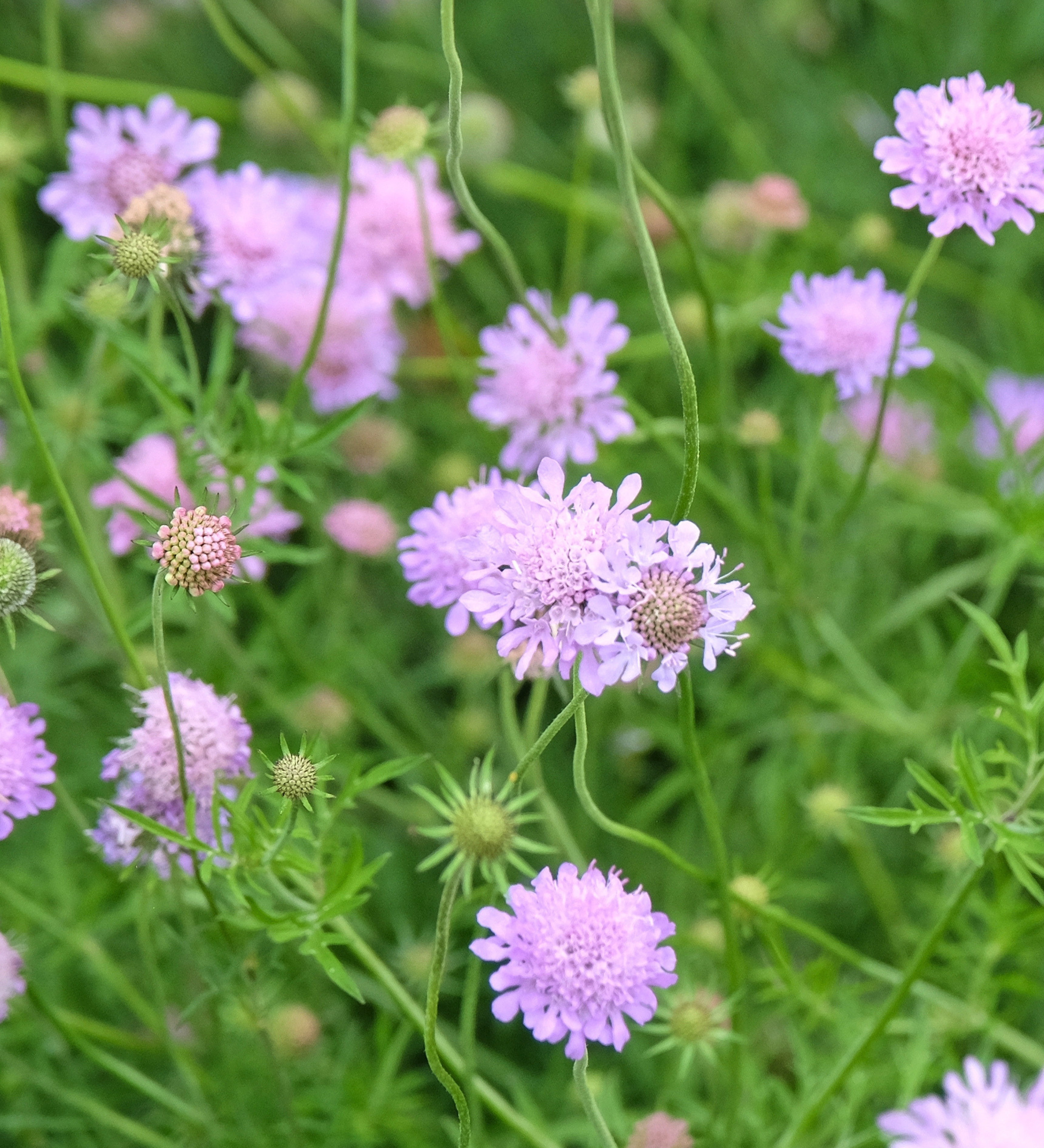 Scabiosa Columbaria - duifkruid vaste plant