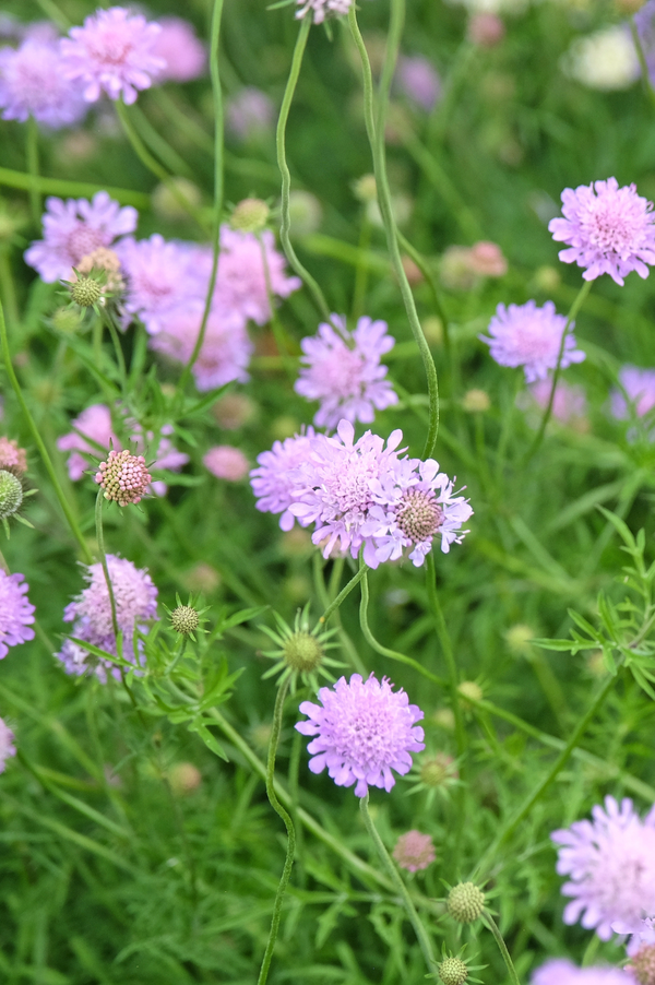Scabiosa Columbaria