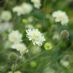 Scabiosa ochroleuca 'Moon Dance'