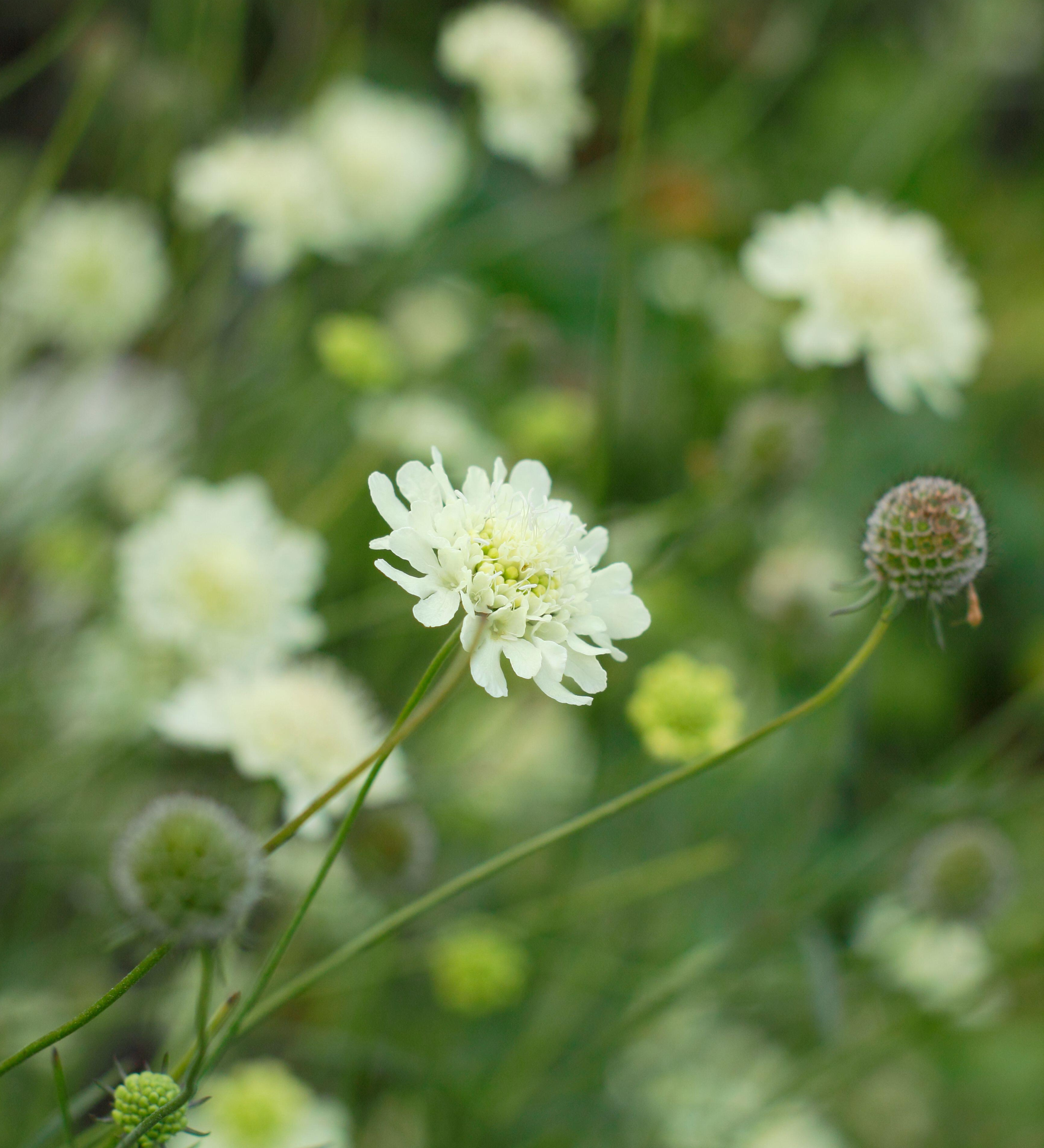 Scabiosa ochroleuca 'Moon Dance'