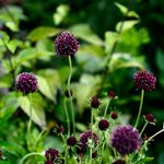 Scabiosa atropurpurea 'Chile Black'