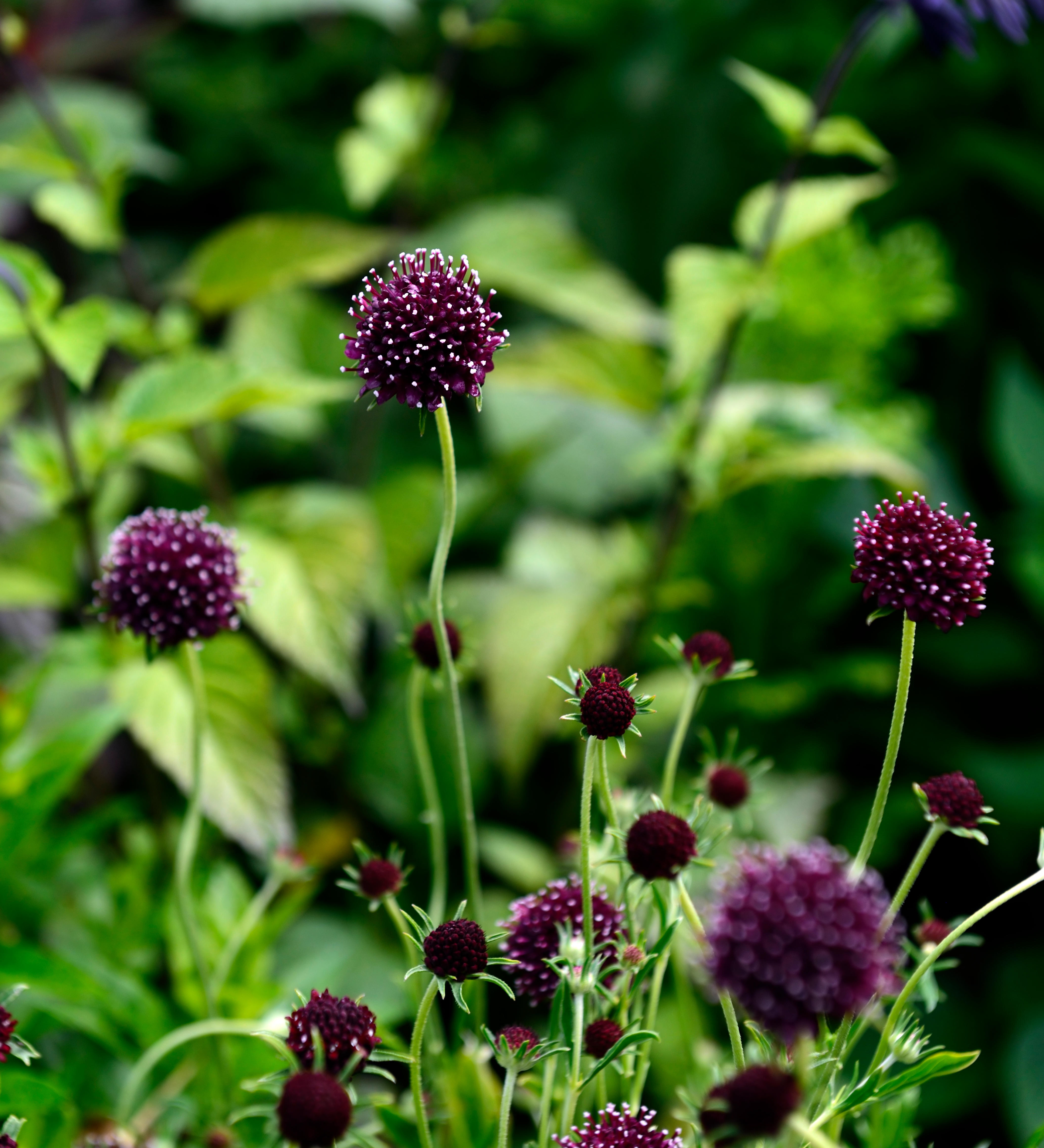 Scabiosa atropurpurea 'Chile Black'