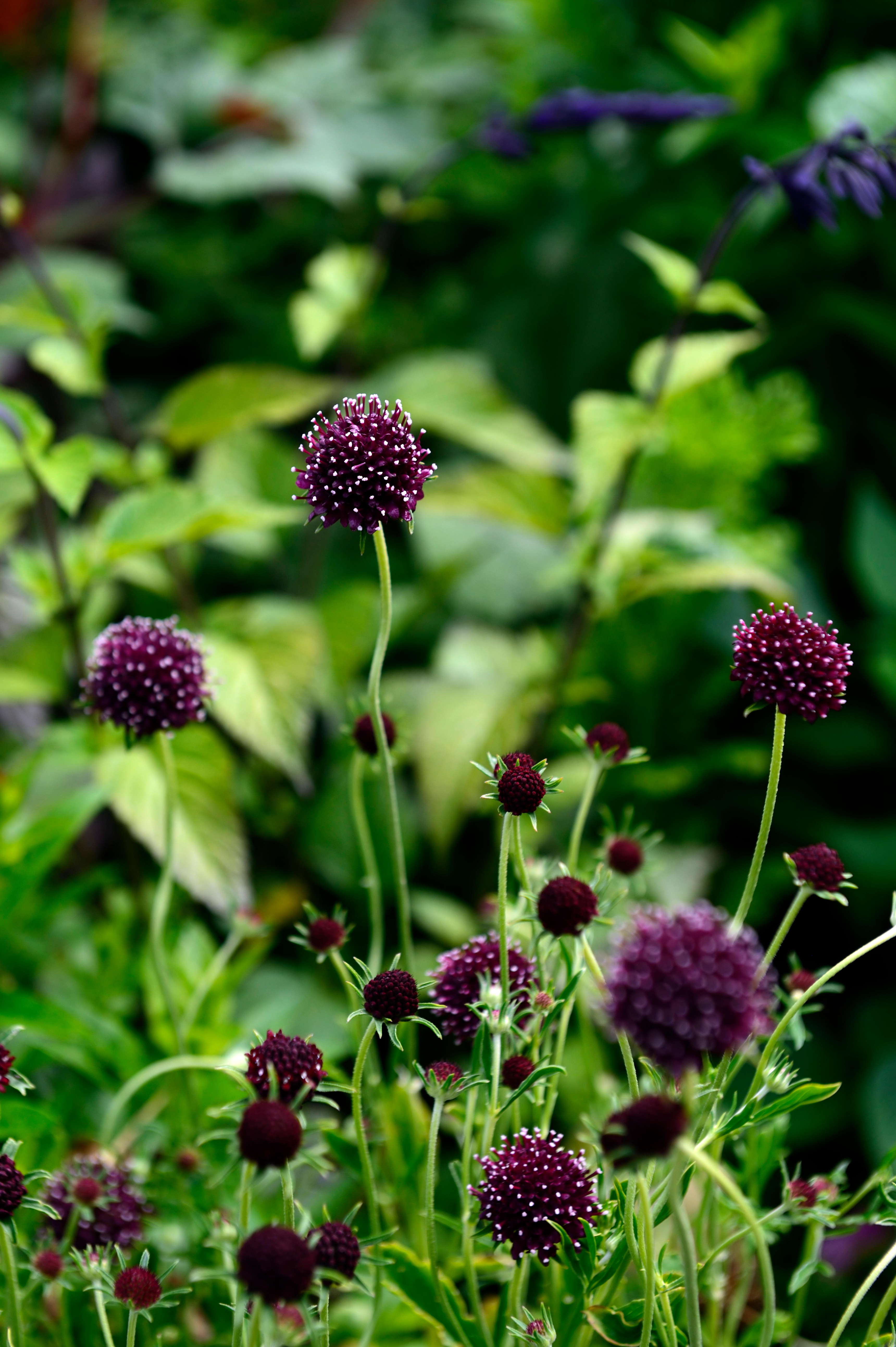 Scabiosa atropurpurea 'Chile Black'