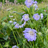Scabiosa caucasica 'Perfecta'