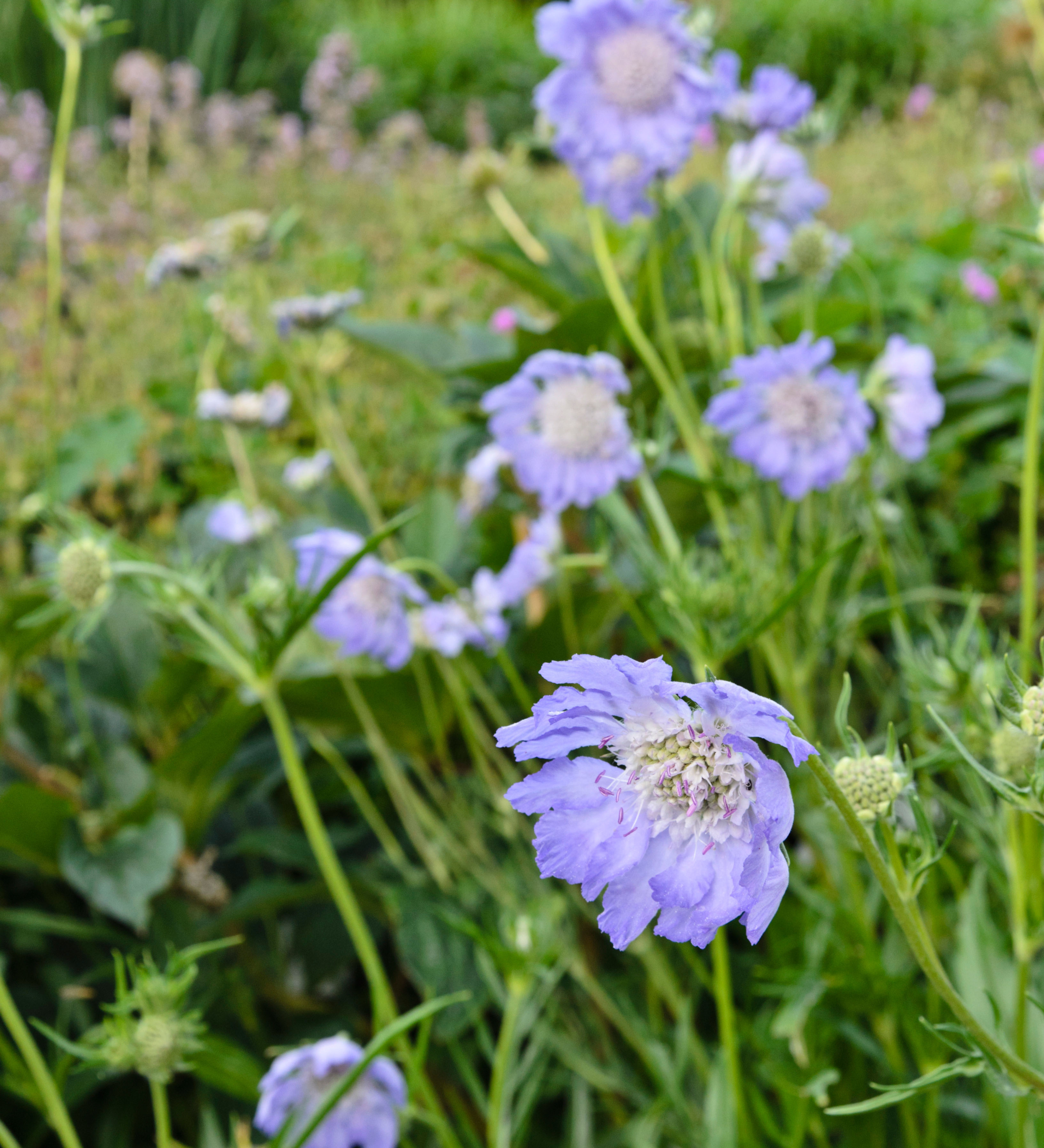 Scabiosa caucasica 'Perfecta'