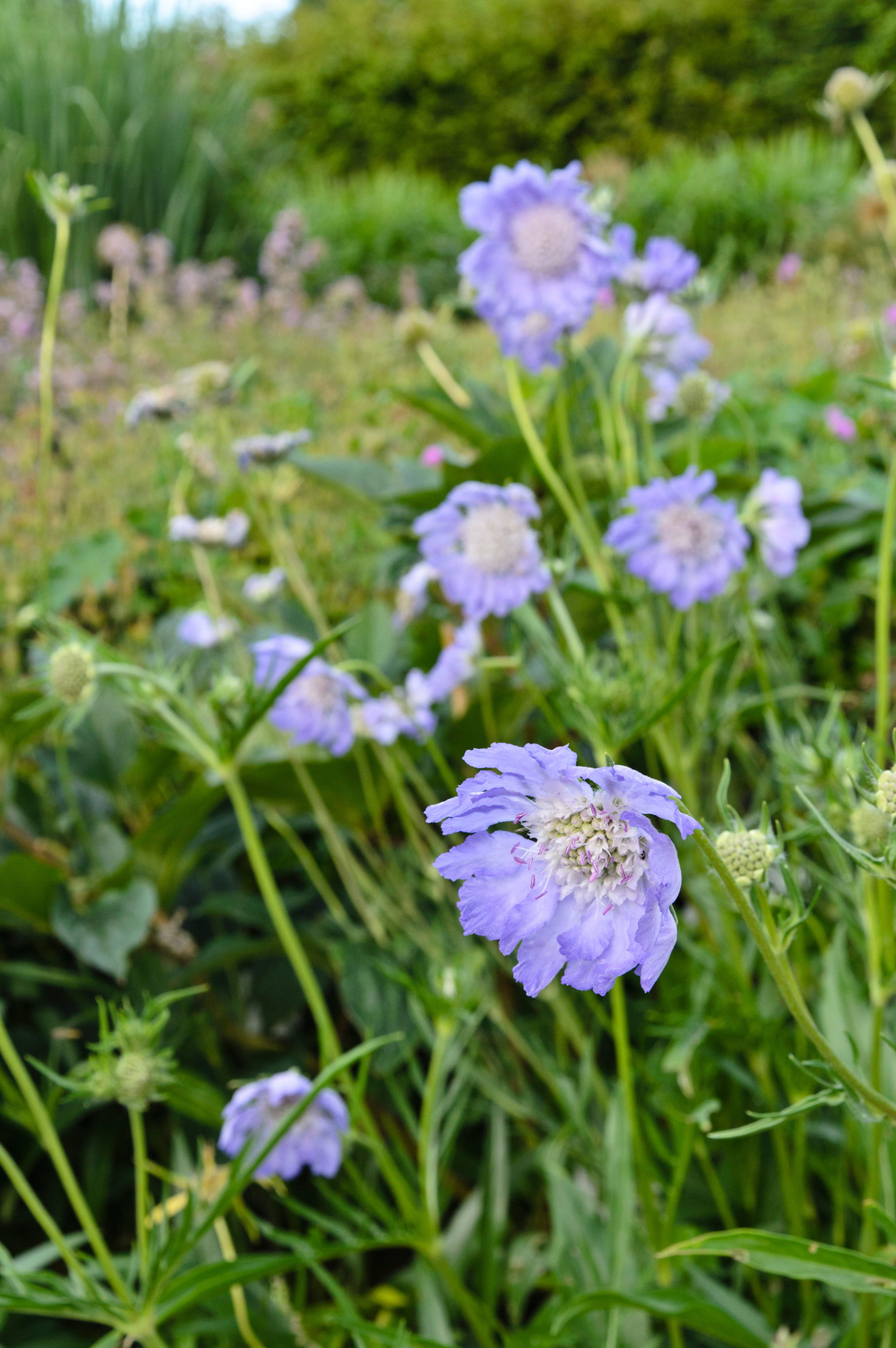 Scabiosa caucasica 'Perfecta'