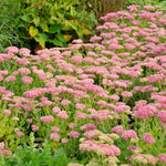 Sedum 'Herbstfreude'