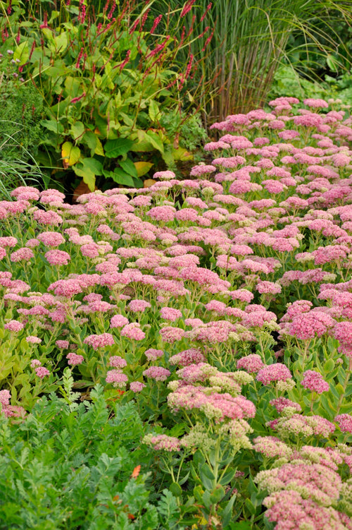 Sedum 'Herbstfreude'