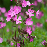 Silene dioica of dagkoekoeksbloem