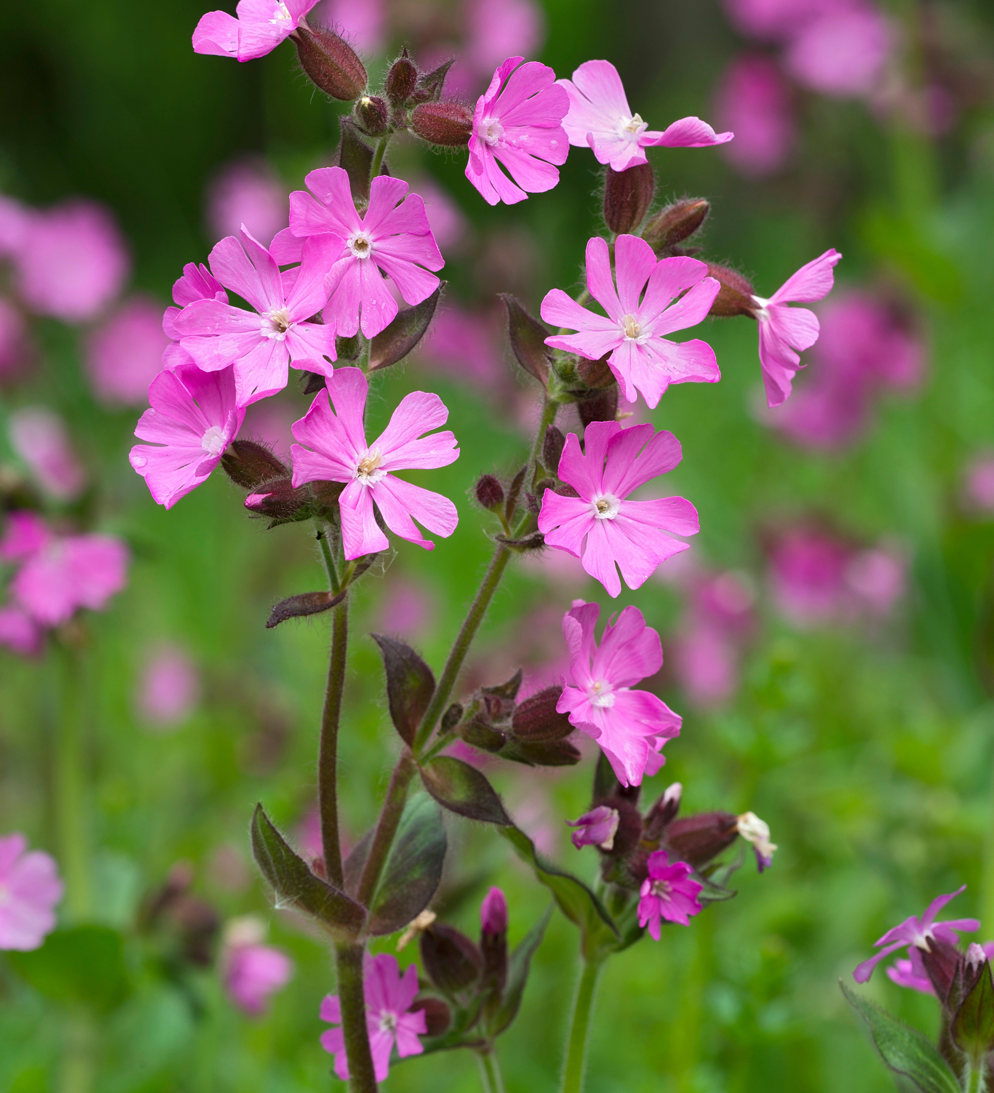 Silene dioica of dagkoekoeksbloem