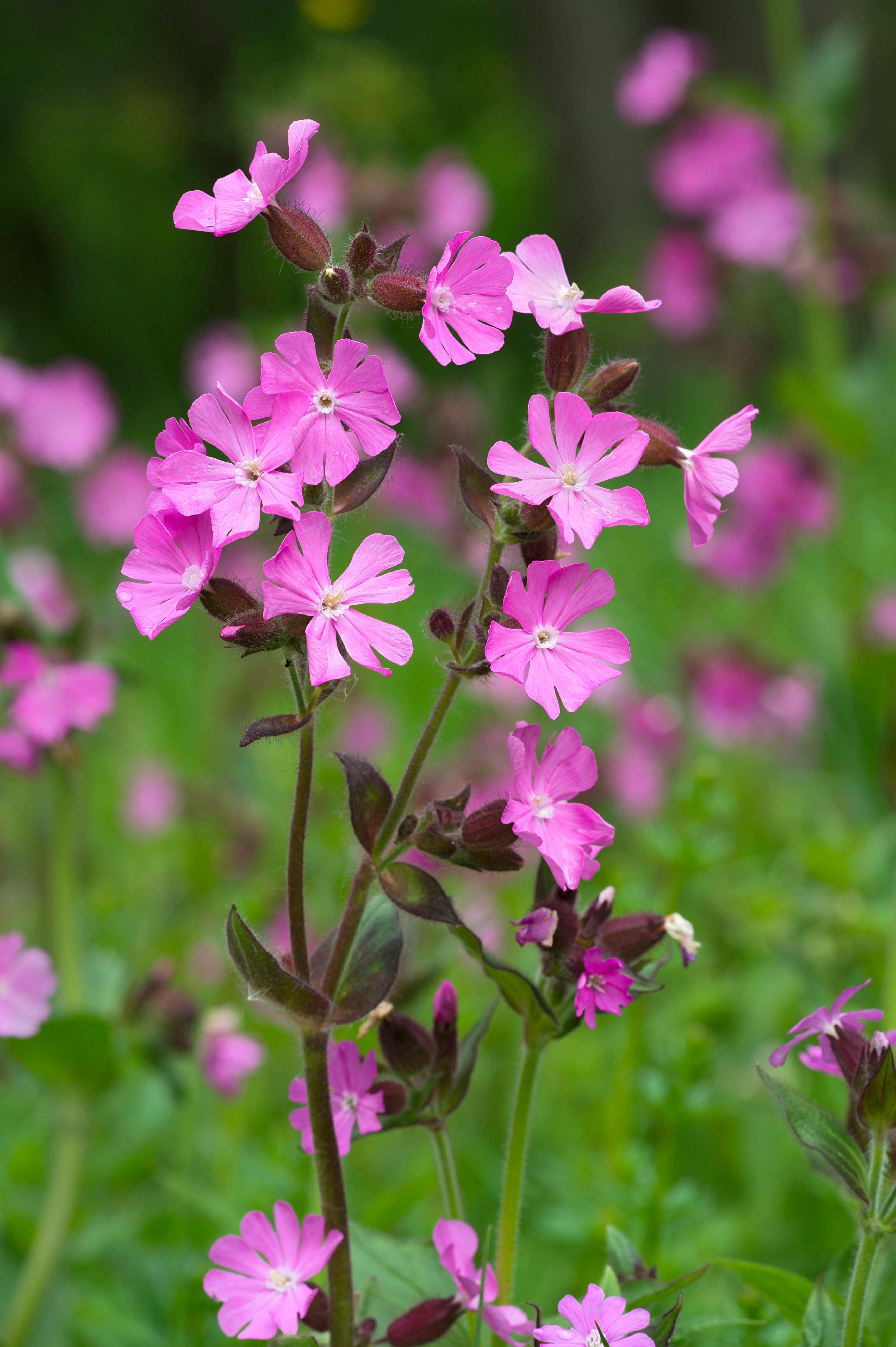 Silene dioica of dagkoekoeksbloem