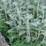 Ezelsoor of Stachys byzantine