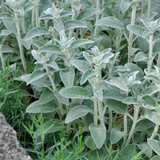 Ezelsoor of Stachys byzantine