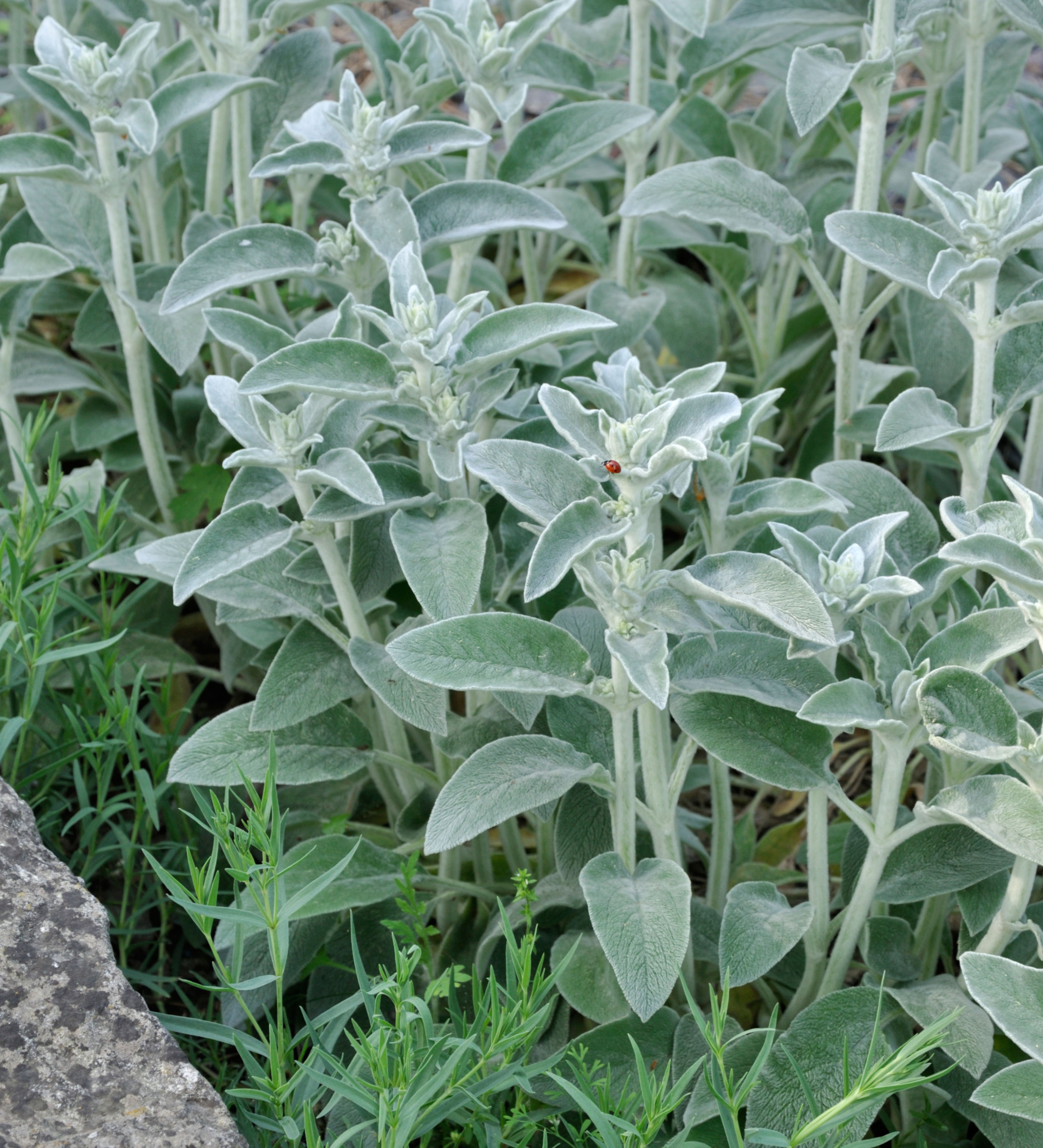 Ezelsoor of Stachys byzantine