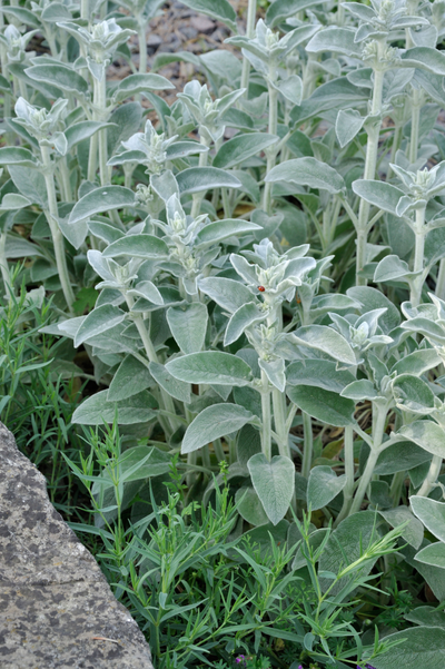 Stachys byzantina