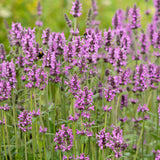 Stachys officinalis-Angelo
