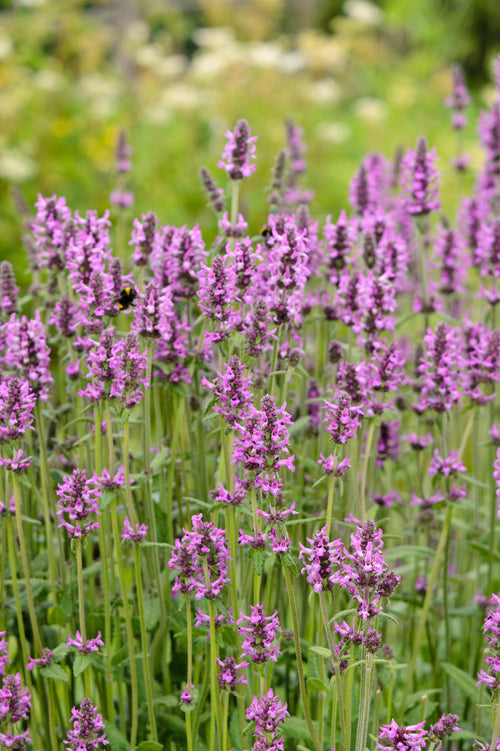 Stachys officinalis