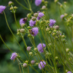 Succisa pratensis of blauwe knoop