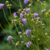 Succisa pratensis of blauwe knoop