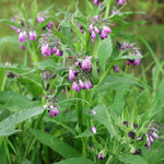 Symphytum officinale of smeerwortel