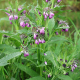 Symphytum officinale of smeerwortel