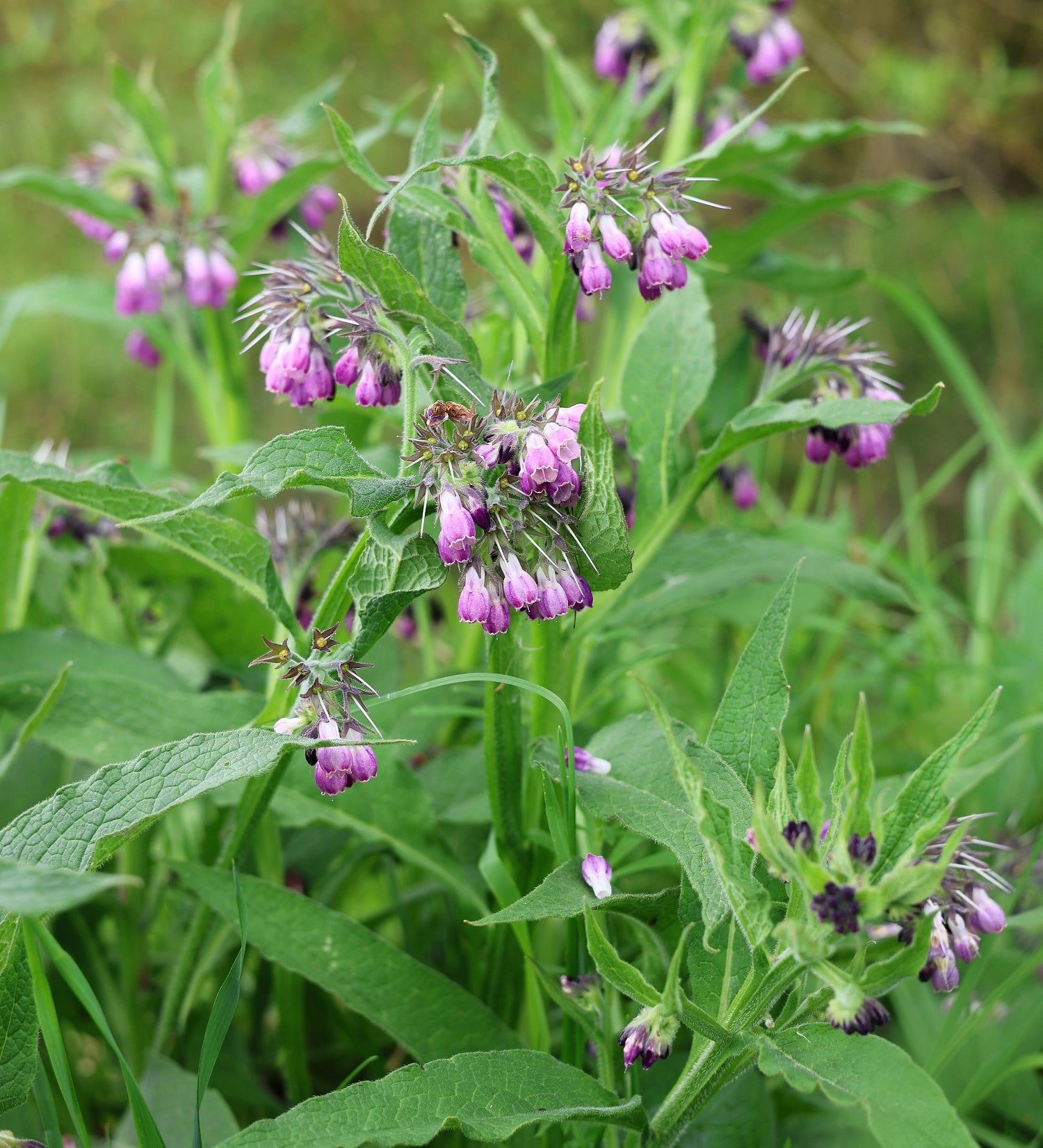 Symphytum officinale of smeerwortel