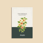 Thunbergia alata 'African Sunset'-Angelo