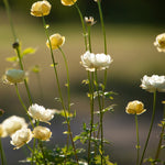 Trollius 'Alabaster'