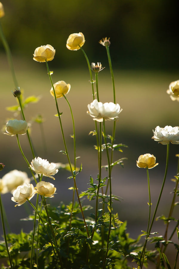 Trollius 'Alabaster'