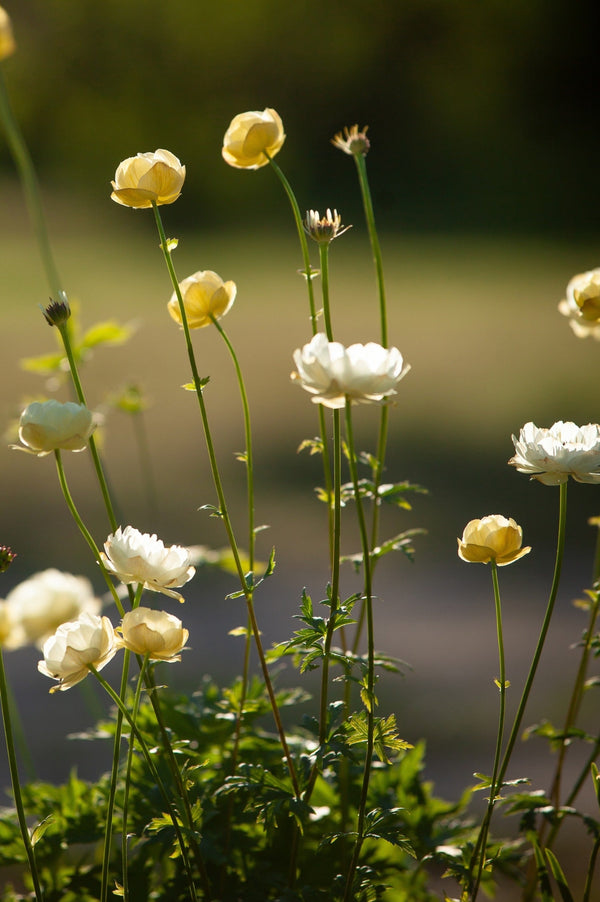Trollius 'Cheddar'