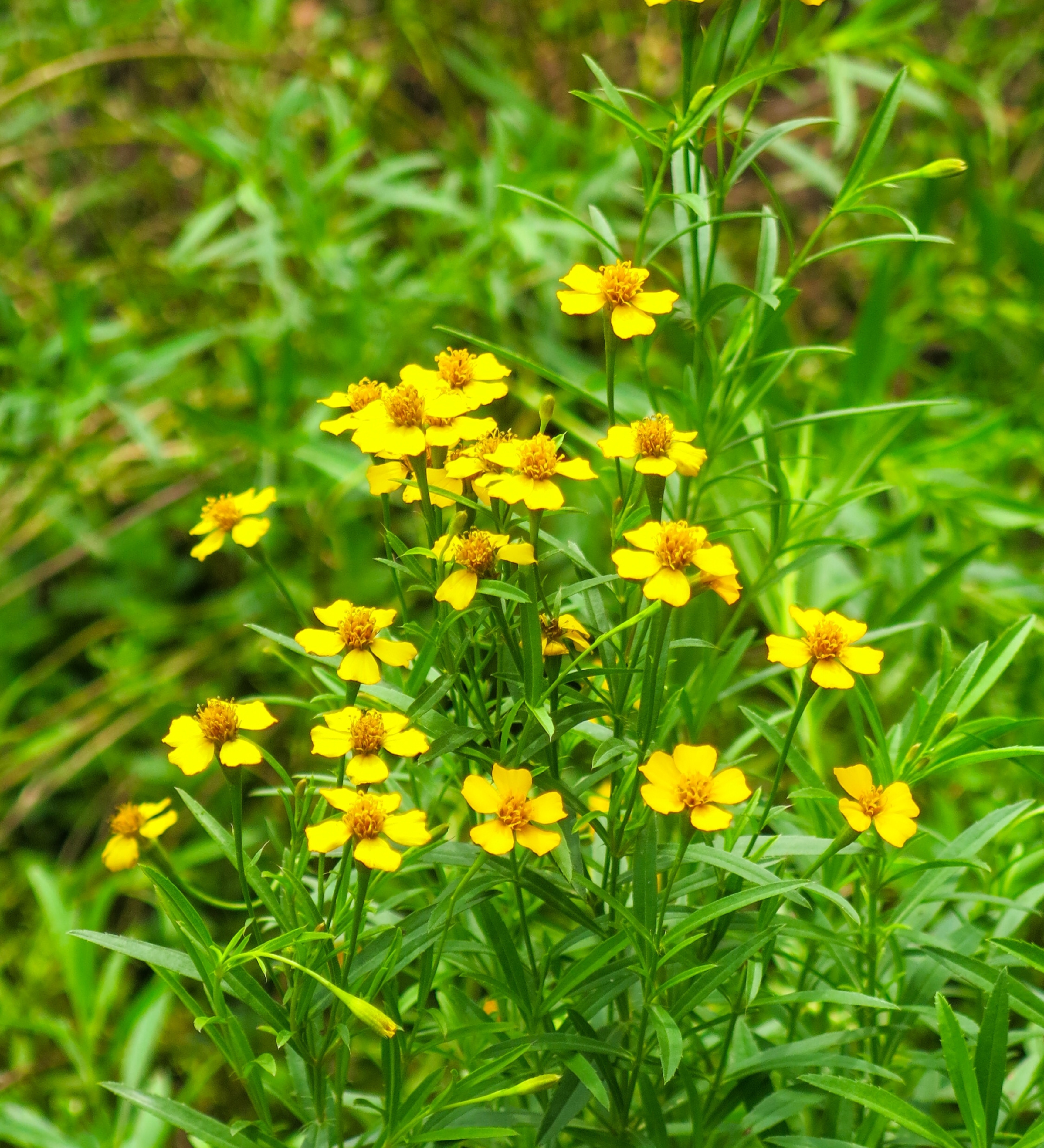 Tagetes Lucida of Mexicaanse Dragon