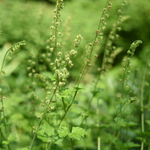 Tellima grandiflora