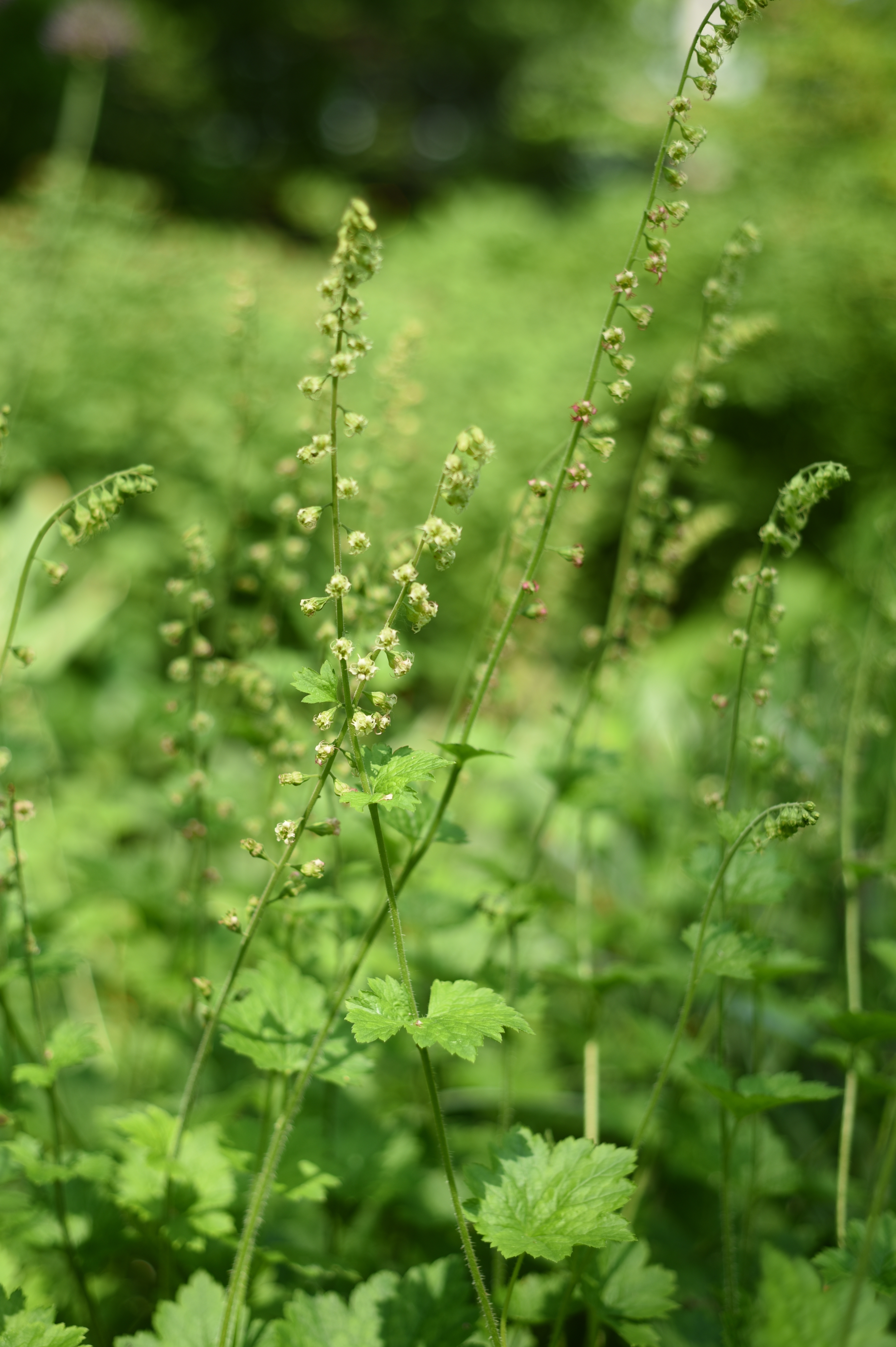 Tellima grandiflora