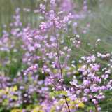 Thalictrum 'Splendide'