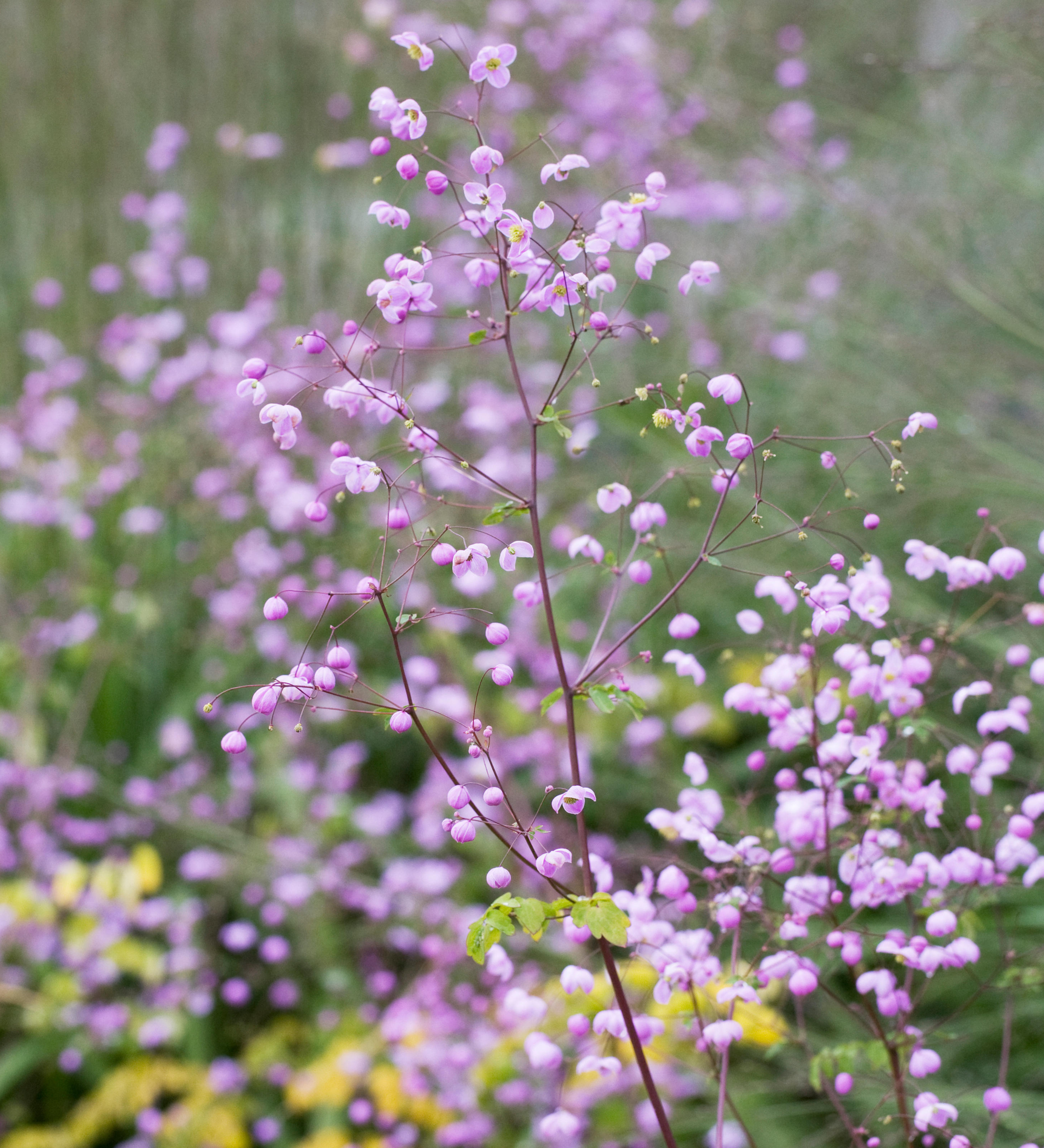 Thalictrum 'Splendide'