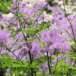 Thalictrum 'Black Stockings'