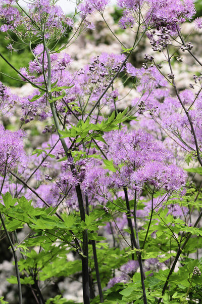 Thalictrum 'Black Stockings'