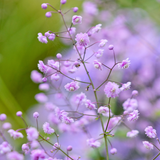 Thalictrum delavayi 'Hewitt's Double'