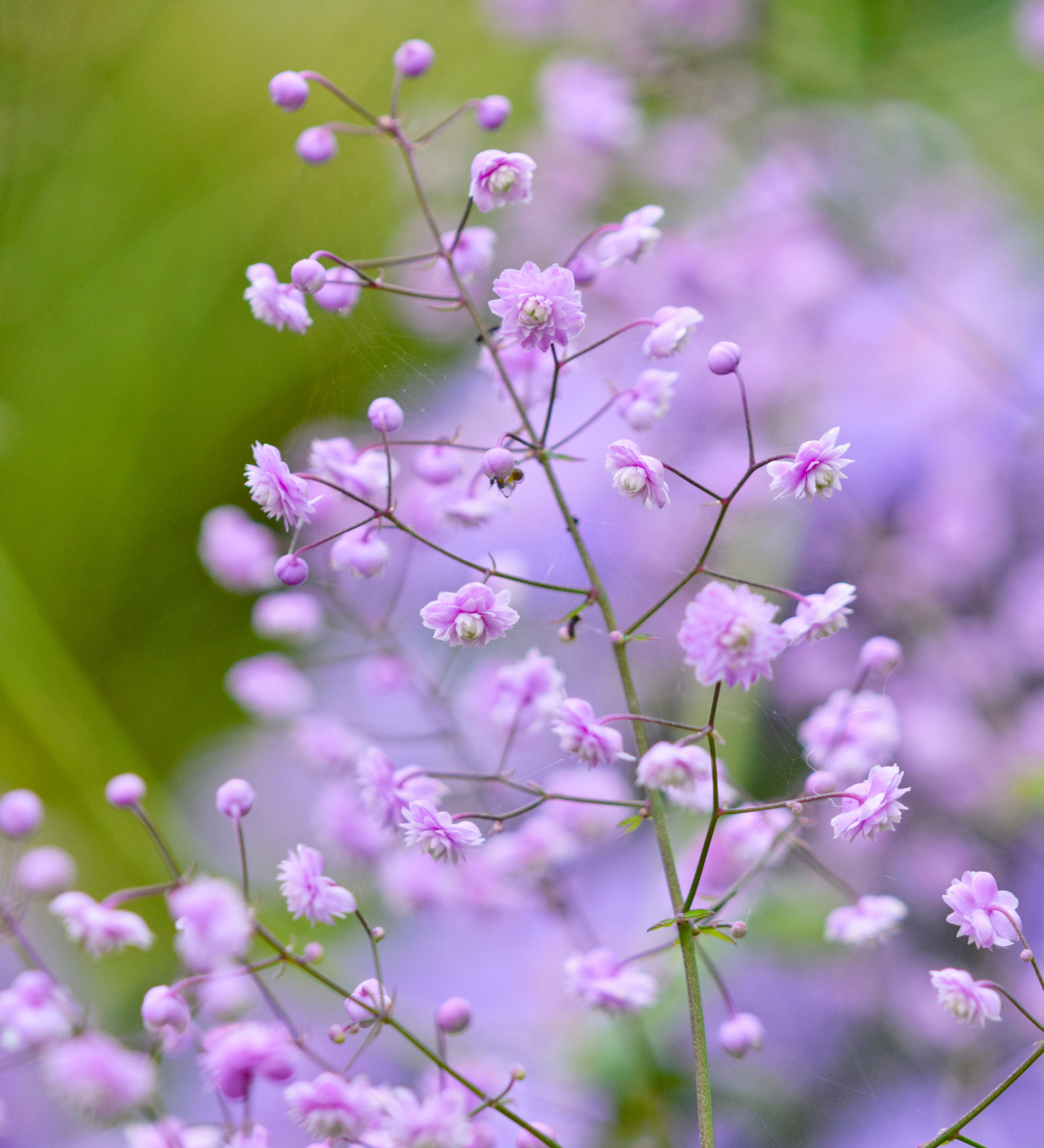 Thalictrum delavayi 'Hewitt's Double'