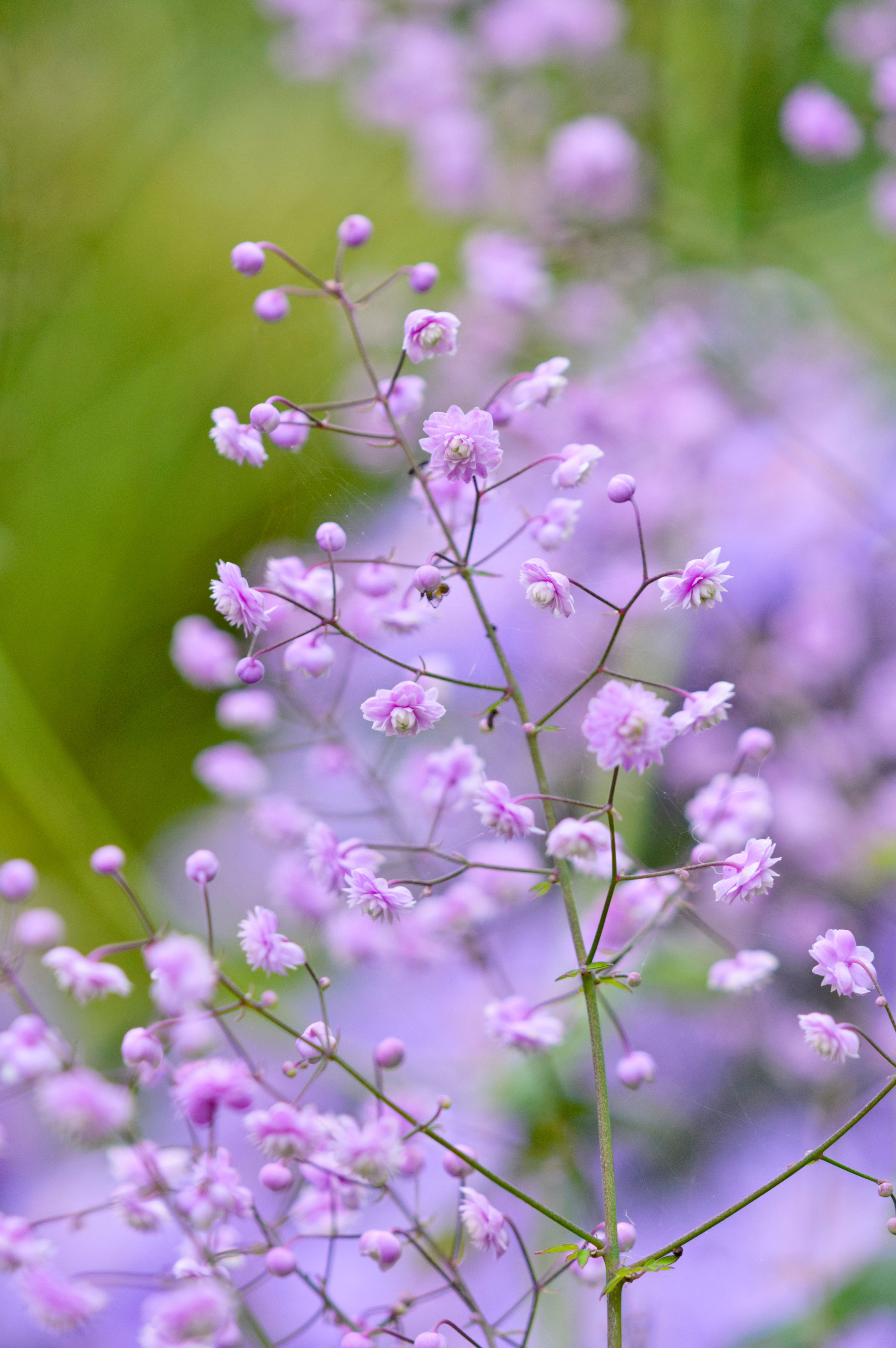 Thalictrum delavayi 'Hewitt's Double'