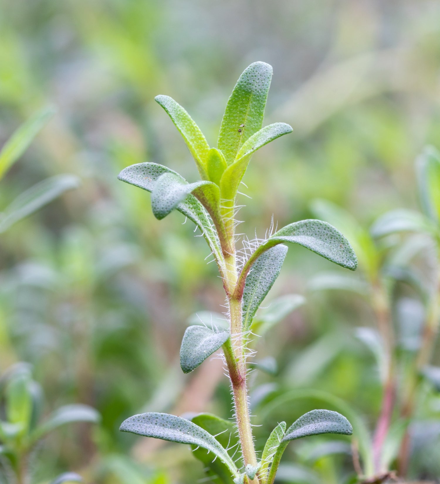 Thymus citriodorus 'Lemonade'